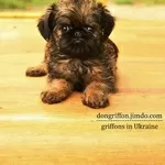 Преданней гриффона нету существа!!!