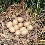 Инкубационные яйца и молодняк охотничьих и декоративных  фазанов