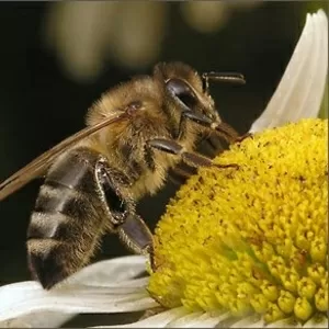 Продукты пчеловодства собранные с собственной пасеки