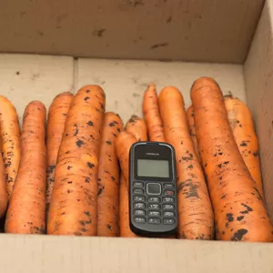 Продам морковь 200 тн. в Николаевкой обл.
