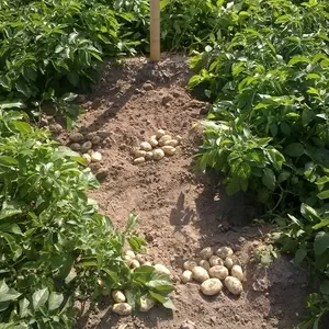 семенной картофель наш для Успешного бизнаса в южных регионах Украины