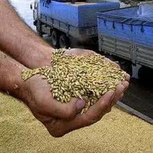 Скупаем зерновые и масличные культуры разных качеств