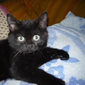 Черненький шотландский котенок