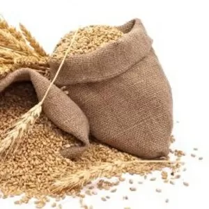 Покупаем зерновые у производителей сх культуры.