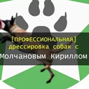 Профессиональная дрессировка собак в Николаеве