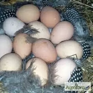 Инкубационные яйца племенных цесарок