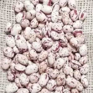 Продаж насіння квасолі. Посівний матеріал квасолі. Опт