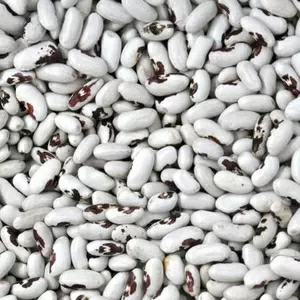 Продаж сортової квасолі оптом