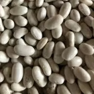 Куплю квасолю великий,  мелкий опт.