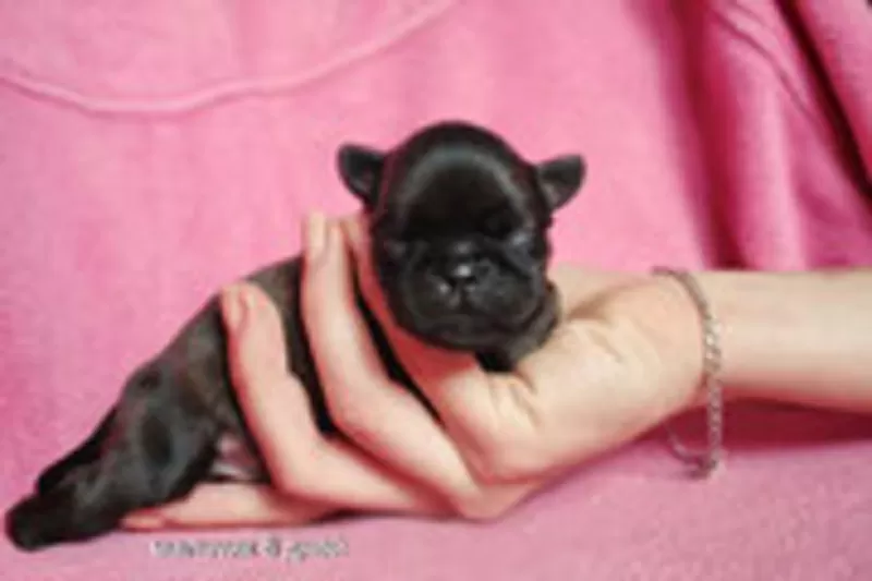 Преданней гриффона нету существа!!! 2