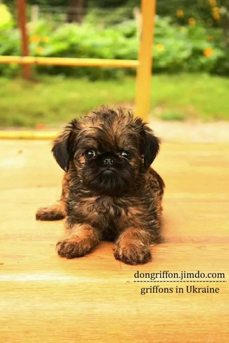 Преданней гриффона нету существа!!!