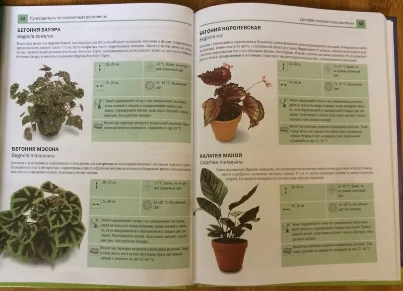 Книга:Новейшая энциклопедия комнатных растений Дэвид Сквайр  3