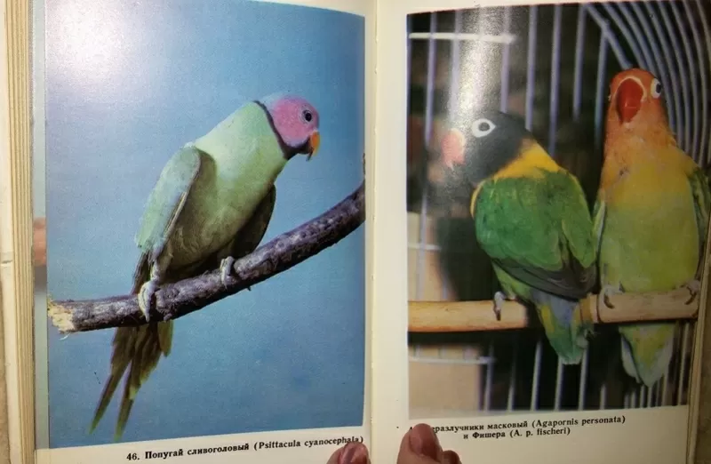 Справочная книга по охране и разведению птиц. Рахманов А. И.  4