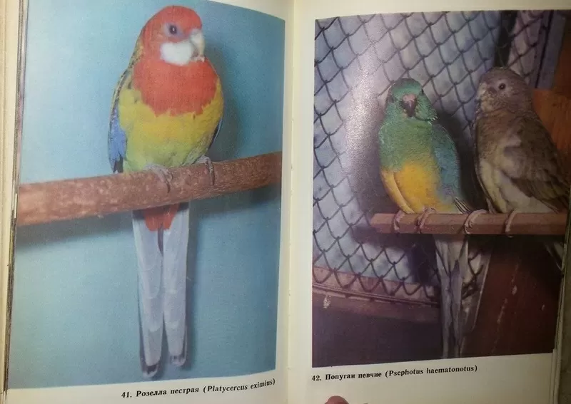 Справочная книга по охране и разведению птиц. Рахманов А. И.  3