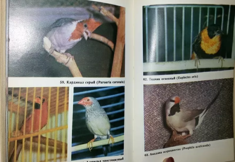 Справочная книга по охране и разведению птиц. Рахманов А. И.  2