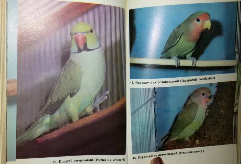Справочная книга по охране и разведению птиц. Рахманов А. И.  8