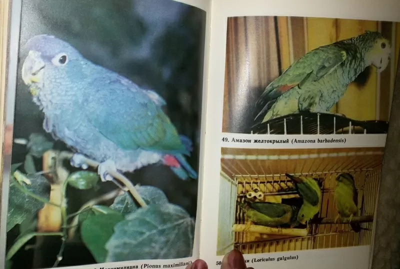 Справочная книга по охране и разведению птиц. Рахманов А. И.  9