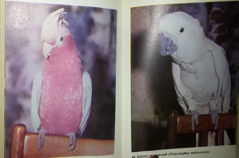 Справочная книга по охране и разведению птиц. Рахманов А. И.  10