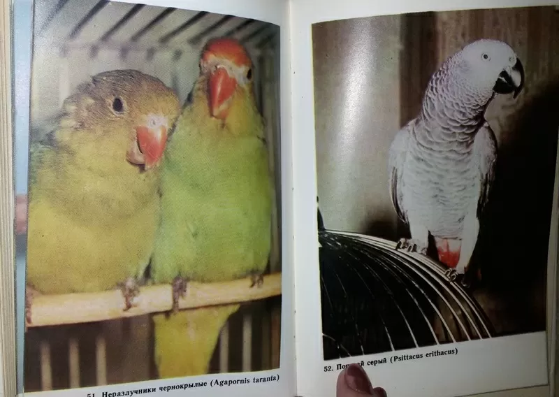 Справочная книга по охране и разведению птиц. Рахманов А. И.  11