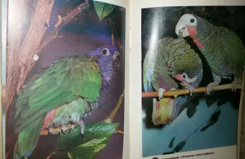 Справочная книга по охране и разведению птиц. Рахманов А. И.  12