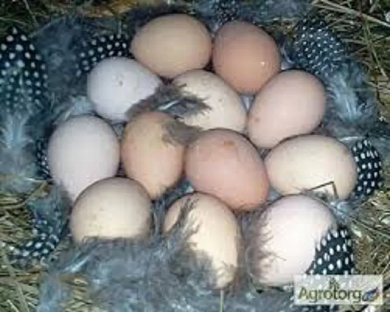 Инкубационные яйца племенных цесарок