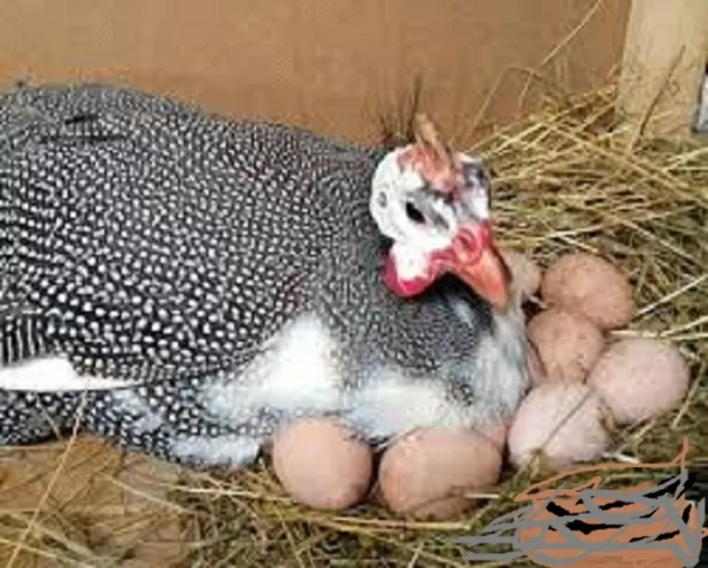 Инкубационные яйца племенных цесарок 2