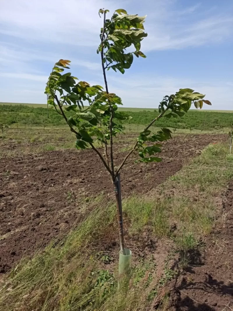 Продам Сад грецкого ореха 8