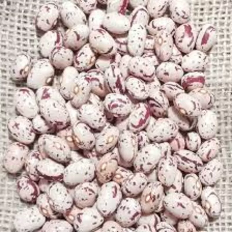 Продаж насіння квасолі. Посівний матеріал квасолі. Опт