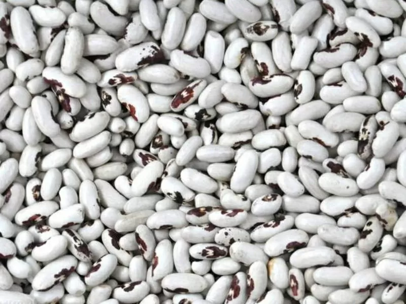 Продаж сортової квасолі оптом