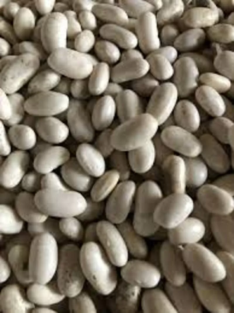 Куплю квасолю великий,  мелкий опт.